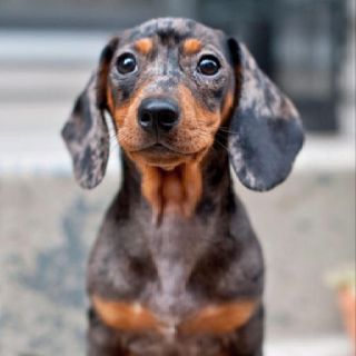 A Dachshund sitting on the ground with its curious face