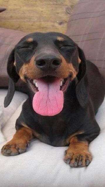 A Dachshund lying on the couch with its tongue out and eyes closed