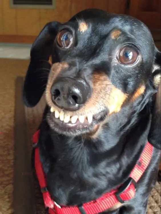 A Dachshund lying on the carpet with its upper teeth showing while staring with its big eyes