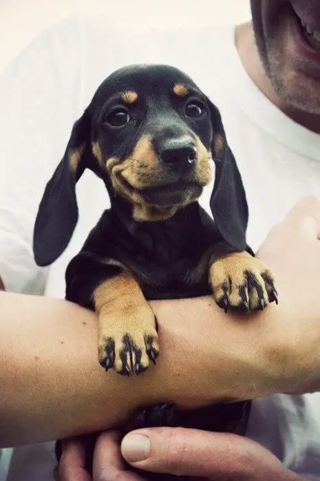 adorable Dachshund puppy in the arms of a man