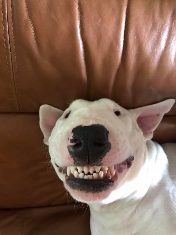 English Bull Terrier smiling and showing its teeth while lying on the couch