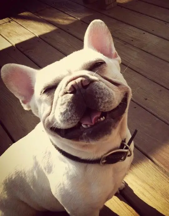 smiling French Bulldog while sitting on the wooden floor