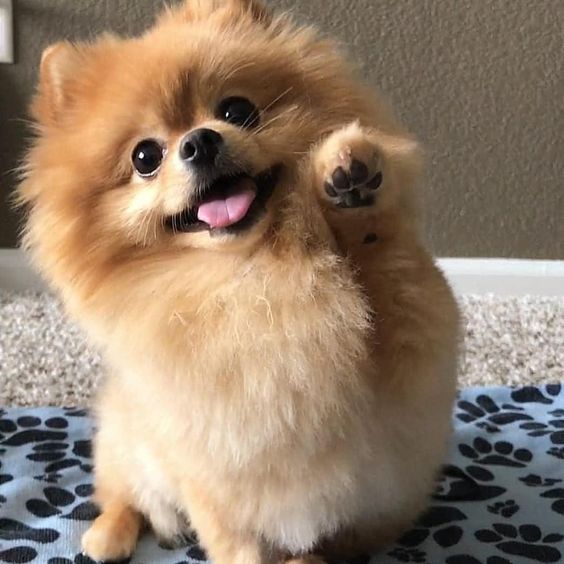 A Pomeranian sitting on the floor with its paw raised