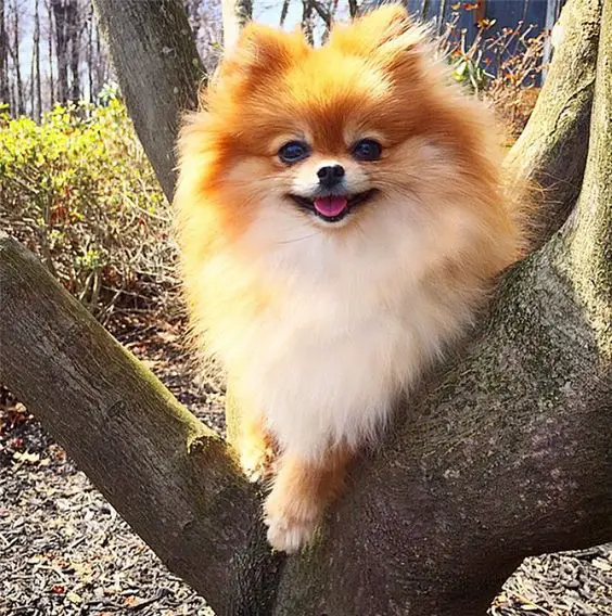 smiling Pomeranian on the tree