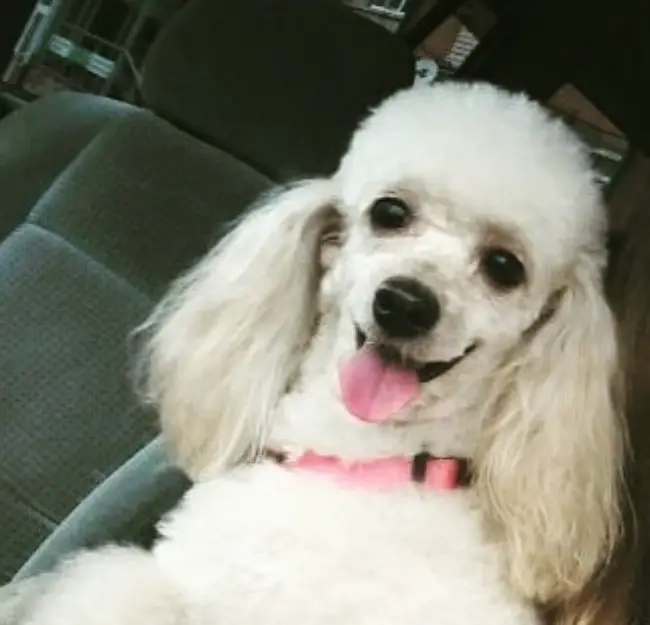 white Poodle in the car