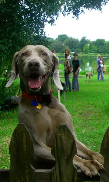 Weimaraners dog standing on a fence with its excited face
