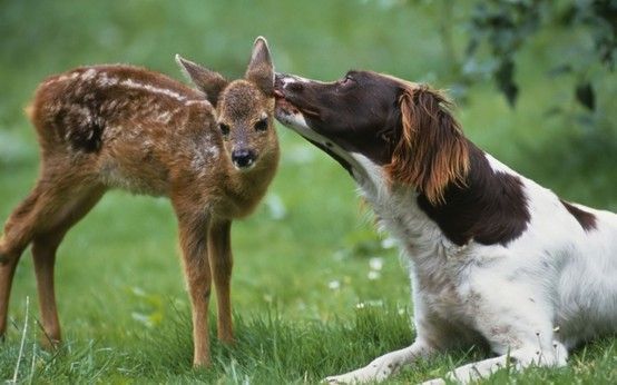 Springer Spaniel kissing a deer in the forest