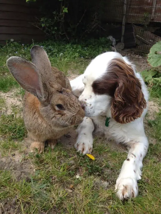 Springer Spaniel sniffing the rabbit in the garden
