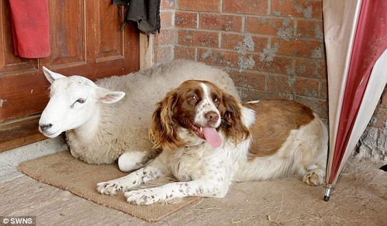 dog sitting with a sheep