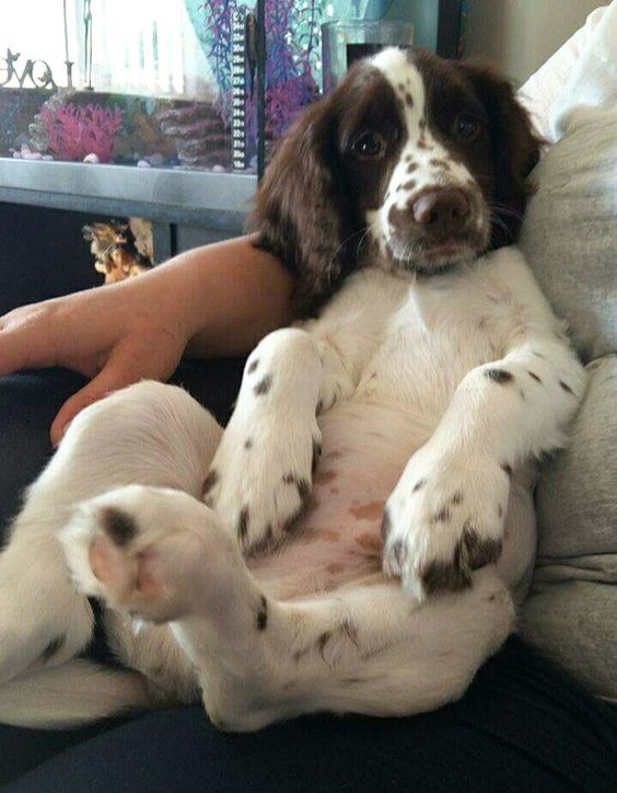 sitting Springer Spaniel in its owners lap