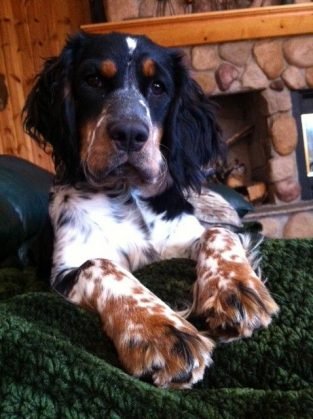 15+ Things Springer Spaniels Don’t Like - The Paws