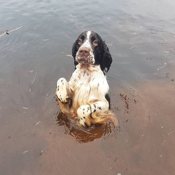 Springer Spaniel in dirty water