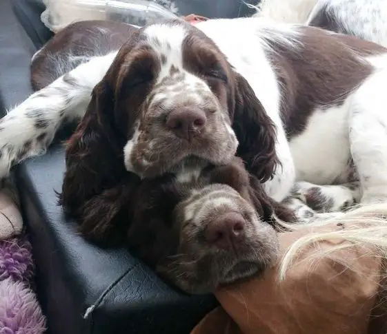 two Springer Spaniels soundly sleeping while the other one is on top of other one's head