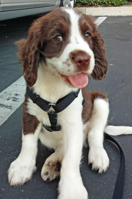 smiling Springer Spaniel puppy sitting on the ground at the parking space