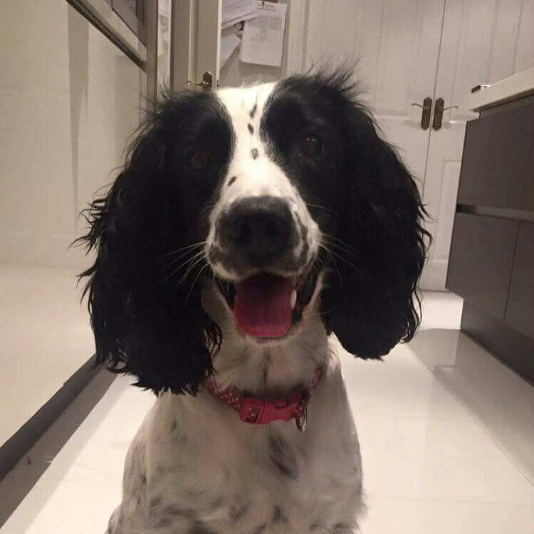 Smiling Springer Spaniel in the kitchen