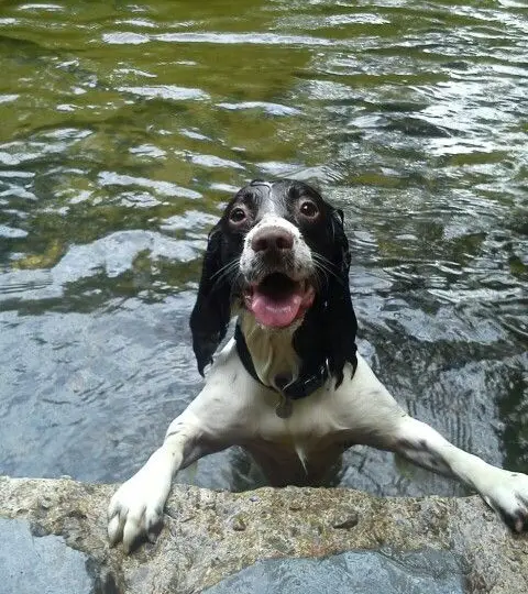 Springer Spaniel happy in the water