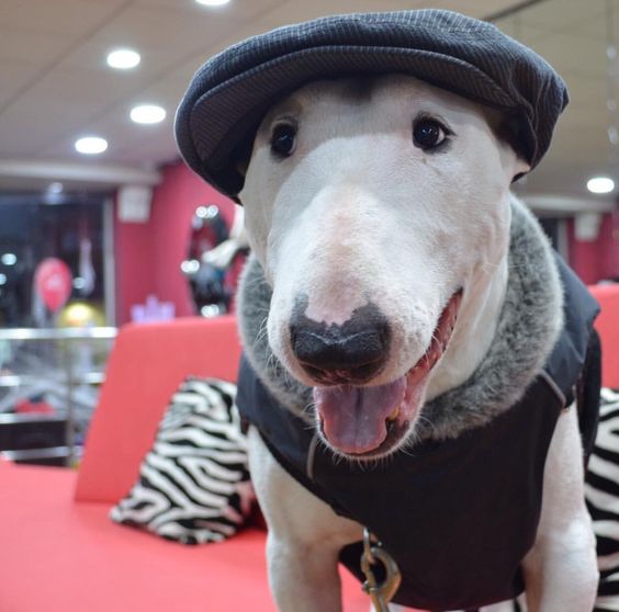 a happy English Bull Terrier wearing a sweater with a cap while standing on the couch
