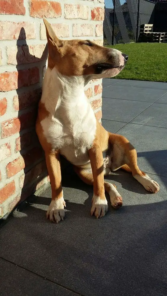 English Bull Terrier sitting on the floor and leaning on a brick wall under the sun