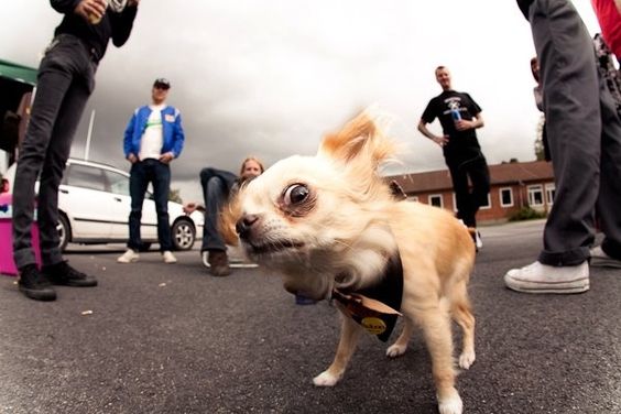 A Chihuahua standing on the pavement while staring with its one eye