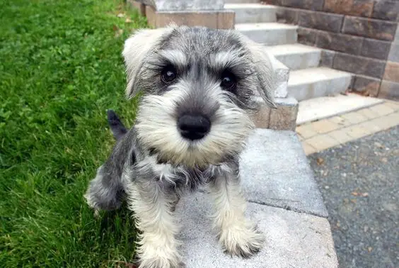 Teacup Schnauzer standing on the edge of the yard