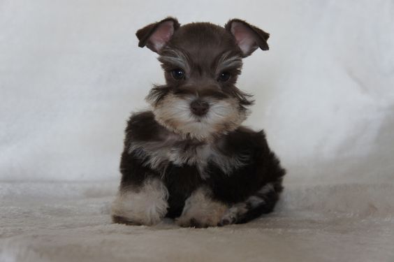 cute Teacup Schnauzer sitting on the floor