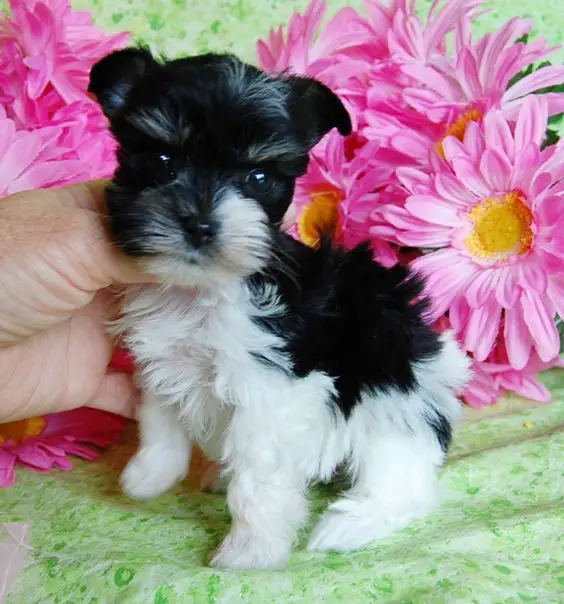 Teacup Schnauzer sitting on a couch with pink flowers behind her