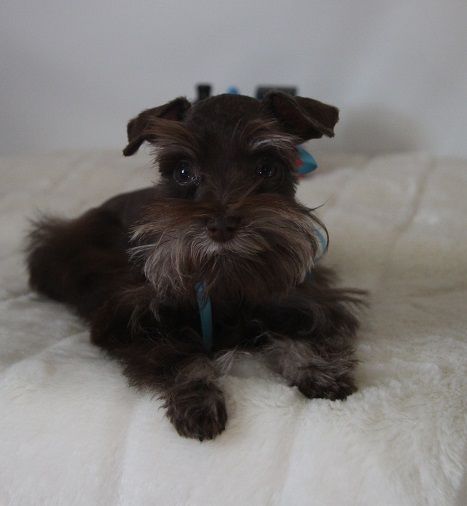 Teacup Schnauzer lying on the bed