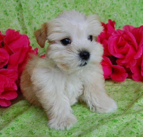 cream Teacup Schnauzer lying on the couch with artificial pink roses behind her