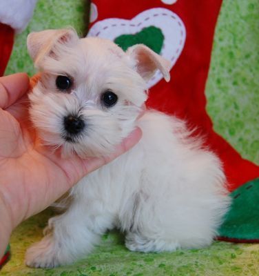 white Teacup Schnauzer sitting on a couch with its face being held by a woman