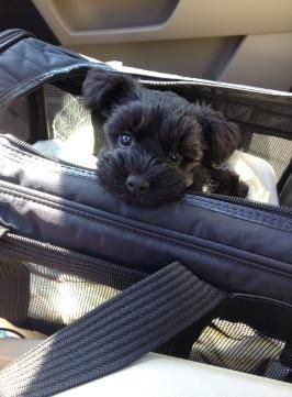 adorable black Teacup Schnauzer inside a bag