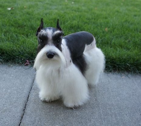 Teacup Schnauzer with black and white fur standing on the concrete pathway in the yard