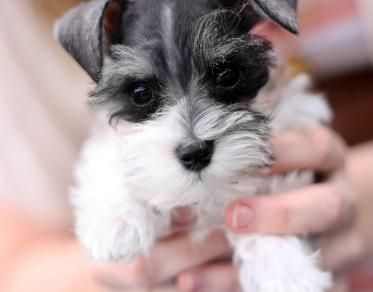 Teacup Schnauzer in the hand of a woman