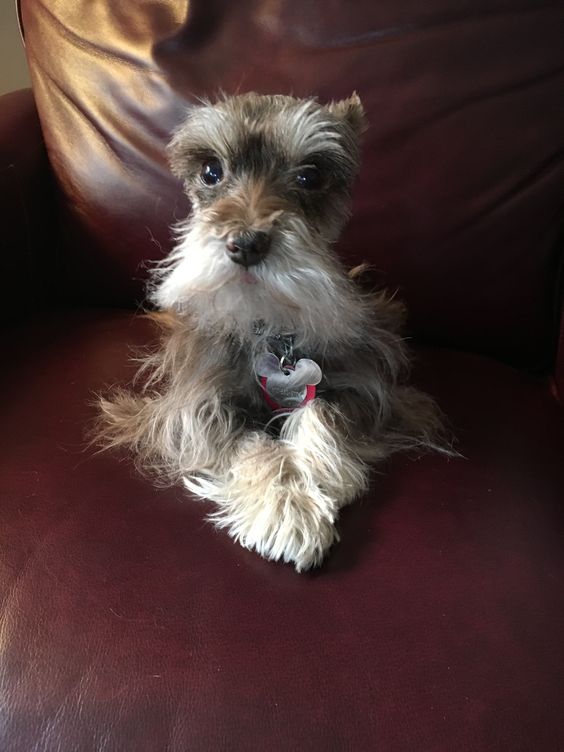 Teacup Schnauzer lying on the sofa