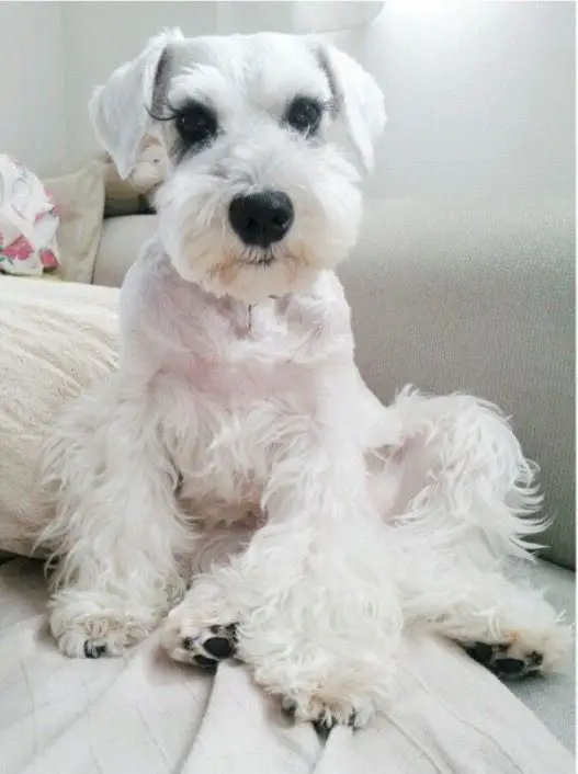 white Teacup Schnauzer sitting on the couch