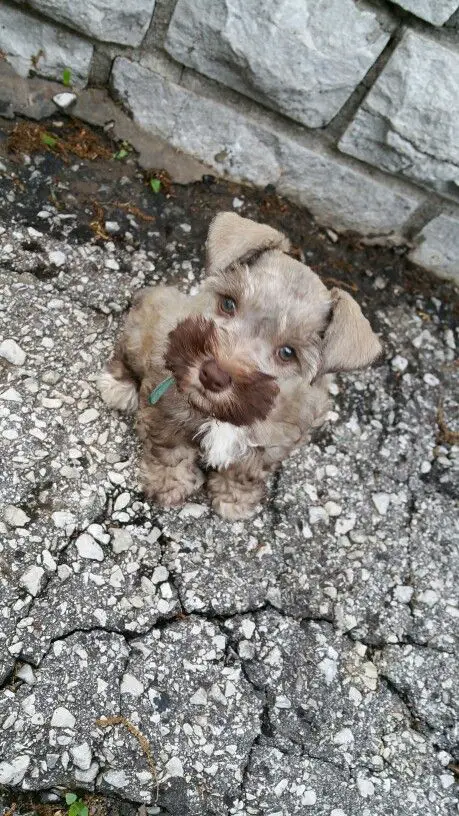 Teacup Schnauzer sitting on the ground with its adorable face
