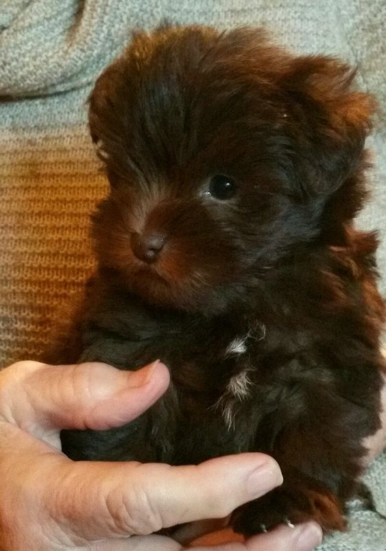 brown Teacup Schnauzer sitting on the couch while being held by the woman's hand