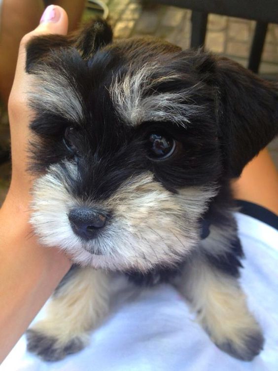 Teacup Schnauzer lying on the lap of a person