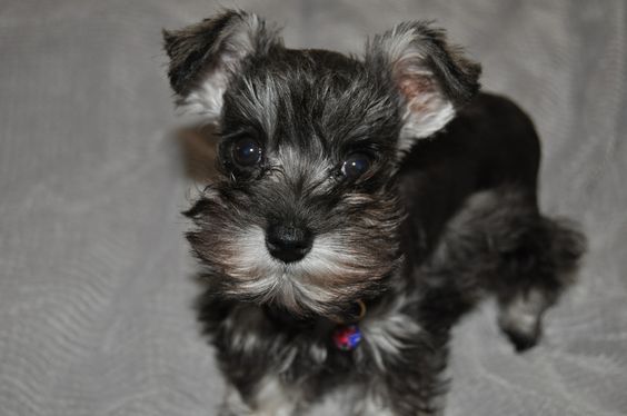 Teacup Schnauzer standing on the bed with its adorable face