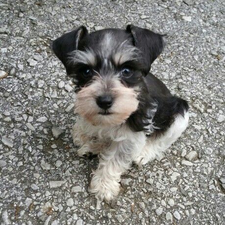 Teacup Schnauzer sitting on the ground