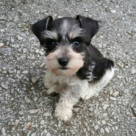 Teacup Schnauzer sitting on the ground