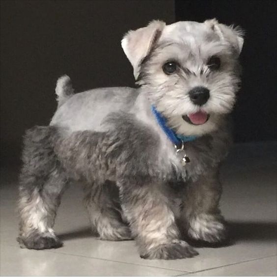 Teacup Schnauzer standing on the floor while smiling