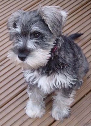 Teacup Schnauzer standing on the wooden floor