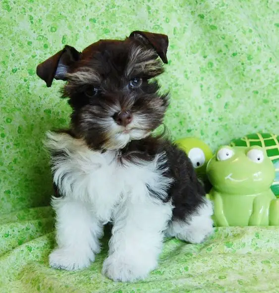 Teacup Schnauzer sitting on a green couch with frog figurines behind him