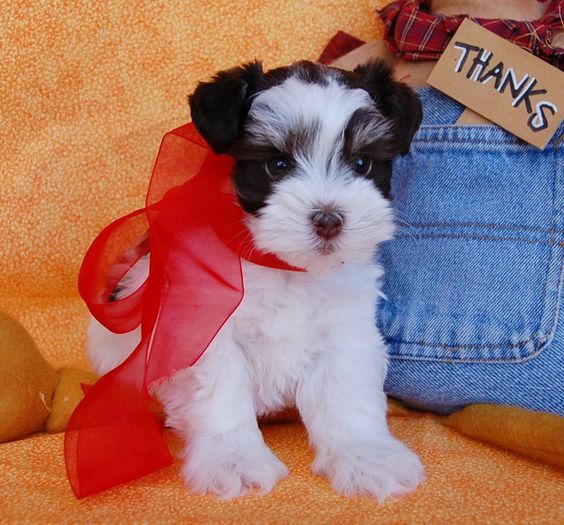 Teacup Schnauzer with red ribbon tied around its neck while sitting on the couch