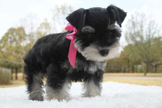 Teacup Schnauzer standing on a white blanket at the park