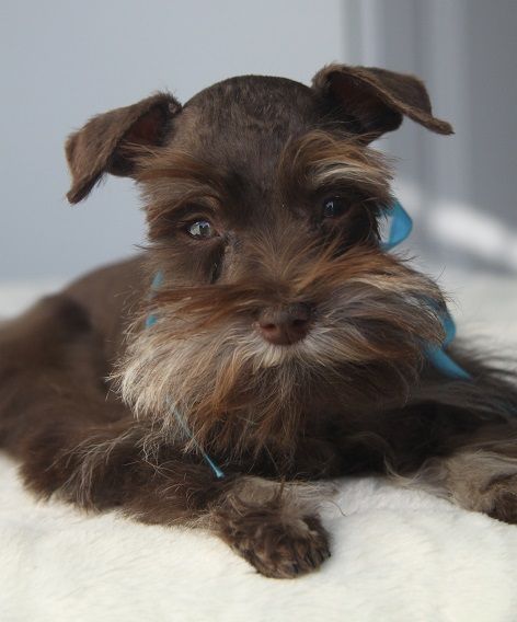brown Teacup Schnauzer lying on the bed