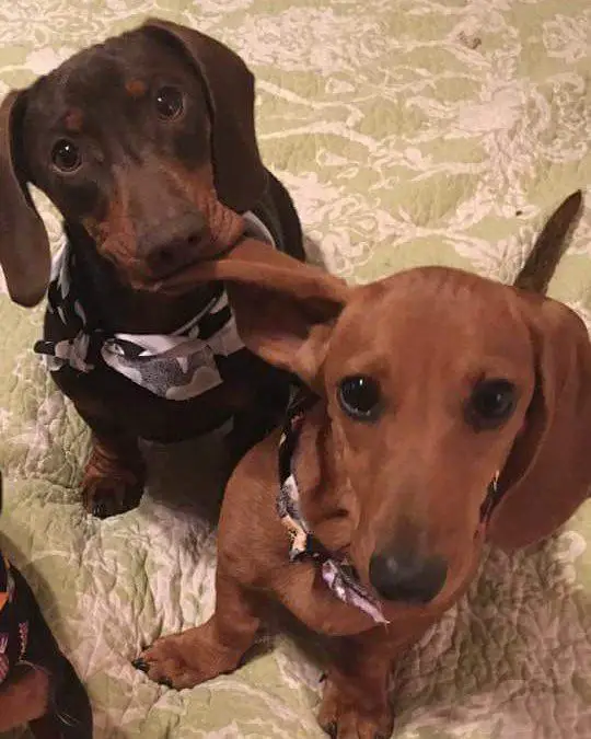 Dachshund sitting on the floor while biting thee ears of another Dachshund