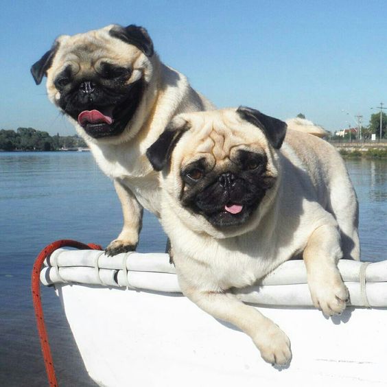 two Pug standing in the boat floating in the water