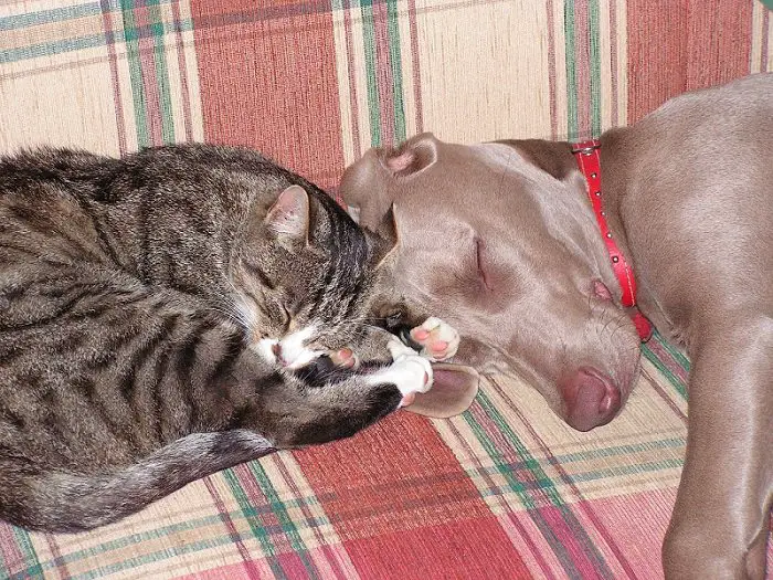 Weimaraner dog sleeping on the couch with a cat