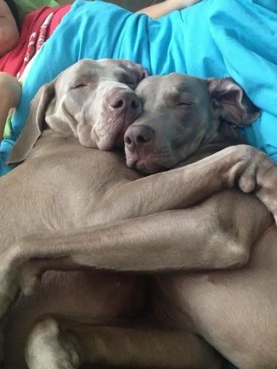 Weimaraner dogs hugging while sleeping